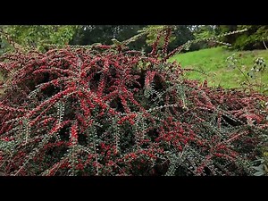 Cotoneaster species