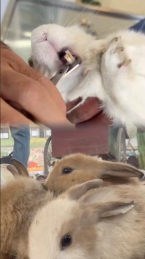 Rabbit Teeth Trimming 🐰✨ | Safe Dental Care by Vet #RabbitCare #RabbitTeeth #BunnyDentalCare