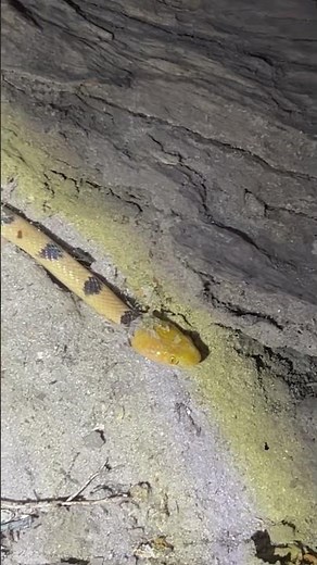 Eastern Tiger Snake 🐍 | Beautiful but Harmless