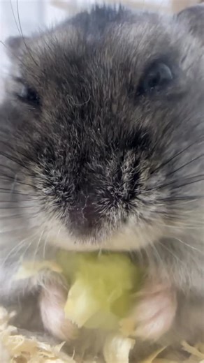 ハムチ(Hamchi) on Instagram: "yumyumyumyumyumyumyum #hamster"