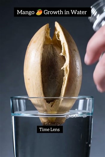 Mango Root & Leaf Timelapse #Mango#MangoInWater#PlantTimelapse#NoSoil#WaterPlants#FruitGrowing