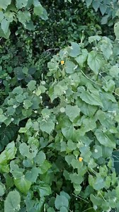 Abutilon indicum - Kanghi booti | Unani Medicine