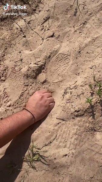 Entomologist Catches Fastest Bug in the World