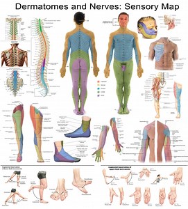 Dermatomes and Nerves Poster – Sensory Map of Human Body | Anatomy Chart PDF Download - Etsy