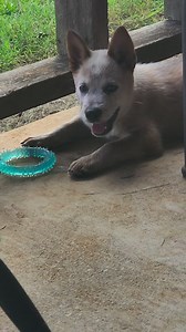 Meet Roscoe | Heather Smith Outdoors