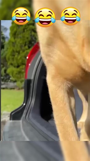 #Dogsofttiktok #catsoftiktok #petsoftiktok #pet #fyp #voiceeffects #voiceover #funny