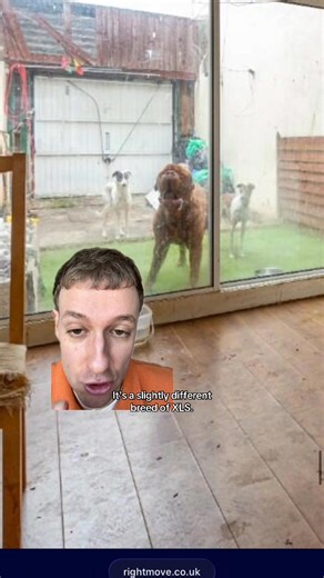 Should XL Bully’s Be Muzzled INSIDE Their Own Homes? 🤔 #xlbully #house #property | Housing Horrors