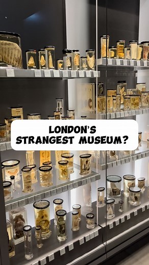Is this London’s most weird and wonderful museum? On Lincoln’s Inn Fields you will find the Royal College of Surgeons, tucked inside of which is the Hunterian Museum. It was established initially from the collection of 18th century surgeon John Hunter but has been added to over the centuries. It features all sorts of oddities and curiosities from the worlds of medicine, anatomy and natural history. I have written a full blog post on its history if you are interested. There is a link in my bio! #
