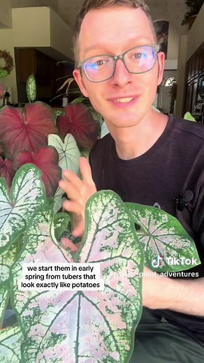 Caladium 101! I love using these as indoor plants and outdoor shade plants in the summer months. Definitely a must grow every year. #gardening101 #containergardening #shadeplants #indoorplants