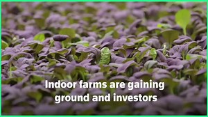Focus: Investors seed indoor farms as pandemic disrupts food supplies