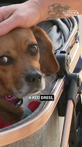 Bella, a partially paralyzed beagle mix from Butler County, took off on a private jet Saturday to become a service animal in Colorado. She was rescued by the Butler County Humane Society, unable to use her back legs. But with the help of wheels, a red dress, confidence, and love, Bella is now on her way to work with children and adults with special needs. MORE ON BELLA'S TRIP: https://www.wtae.com/article/butler-county-rescue-dog-flies-cross-country-service-dog/65305107 | WTAE-TV Pittsburgh