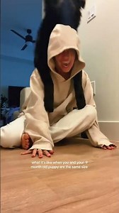 Woman Gets German Shepherd–Pyrenees Mix Puppy—Shock at Size at 9 Months