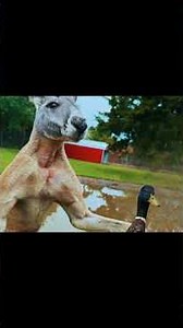 Urban Rescue Ranch amv (shorts format)