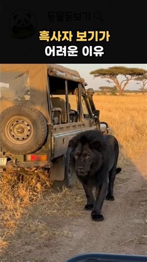 Why can't I see the black lion?