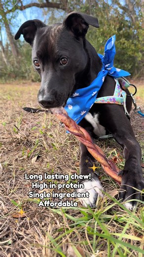 Haku loves his girthy braided bully sticks from @Wild Wolf Bully Sticks #WildWolf #dogtreats #NaturalDogChews #fyp #doglovers