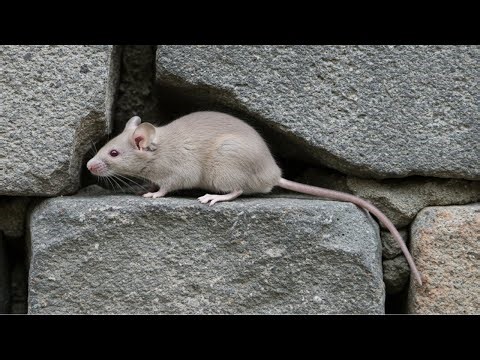 Cute Mouse Plays Dead & Runs! | Amazing Wild Mice Camouflage