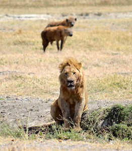 10 Incredible Rivalries From the Animal Kingdom