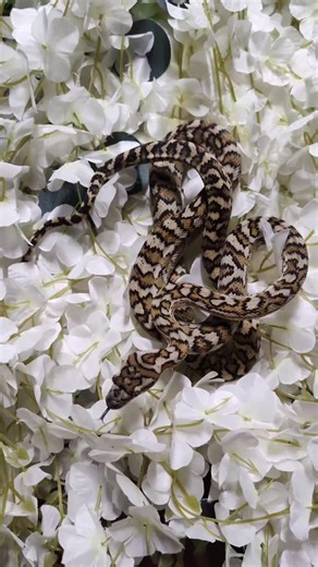 Young red coastal carpet python produced by @chucknorriswins | Revision Reptiles