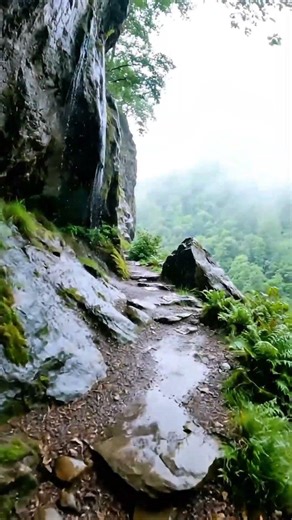 Walking Along a Forest Cliff Trail in the Rain #forest,#clifftrail,#rainambience,#naturewalk