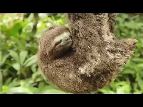 Wildes Peru - HD Deutsch [ arte Tierdokumentation ]