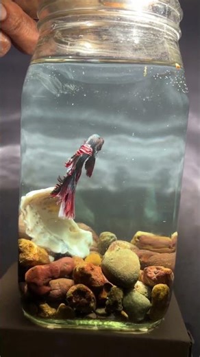 Fighter 🐟fish ❤️😍#remix #music