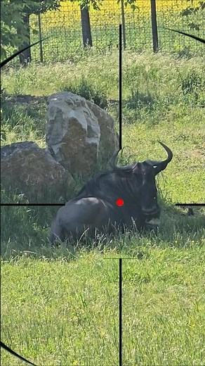 wildebeest Shooting | Caccia agli gnu