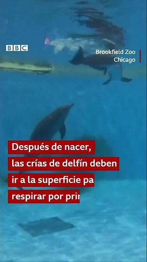 El emotivo momento en el que nace un delfín #shorts