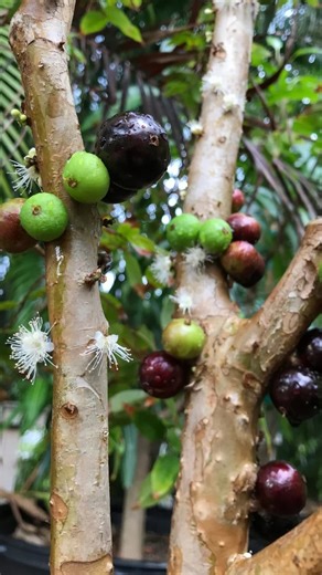 Red #Jaboticaba . These will fruit this year 🇧🇷🍇😋 | Incredible Edible Landscapes