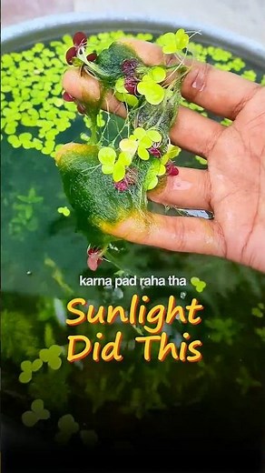 This One Mistake❌Destroyed My Planted Tank ||#aquarium #plantedtank