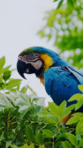 Colorful Macaw Parrot in the jungle #nature #colorful #parrot #macaw #bird #wildlife #reel HA65118 | HAWI Studios