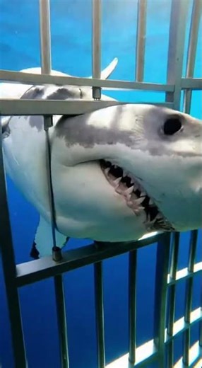 Biggest Sharks Caught On Camera