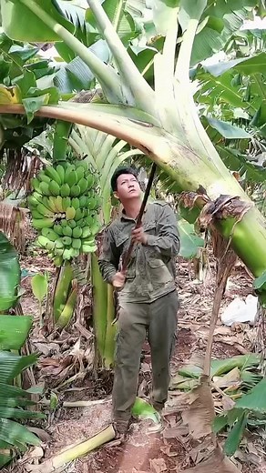 Banana Harvesting Techniques in Sustainable Farming
