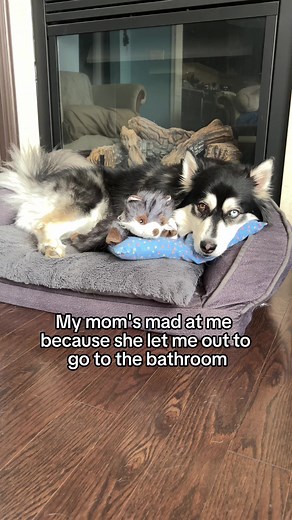 How can a murderer look so innocent? 😂 #dog #dogsofinstagram #storytime #funny #doglover #dogmom #fyp #pet #puppy #innocent | Zeus the Pomsky