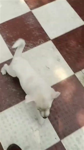 New pet, after losing first one .Water motor vunde area,so looks dirty floor since many are using it