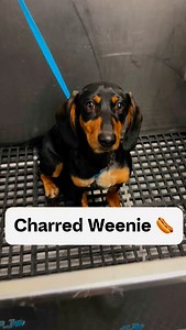 Cute Dachshund puppy 🐾🌭 #dachshund #dachshunds #dachshundsofinstagram #dachshundpuppy #doggroomer #dogbath #tutorial #eqyssgroomingproducts | Animalkingdomdoggrooming