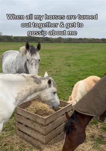 Understanding Horse Behavior and Social Dynamics