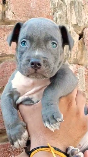 American Bully Puppy 🔥 Strong Build, Powerful Look & Loyal Nature | Care, Growth & Training #Shorts
