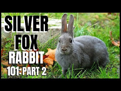 Silver Fox Rabbit 101: Part 2