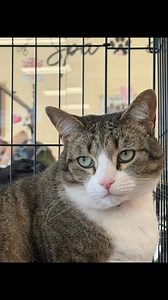 Handsome Groot is such a sweetheart! He's at Petsense in Fort O. Adoption application ~ https://service.sheltermanager.com/asmservice?account=ngaa&method=online_form_html&formid=6 | North Georgia Animal Alliance