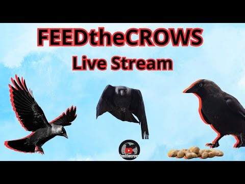 Live feeding test!! Murder of crows!! Chaos!!! Live Cam Nature #crows #livefeeding #birds #catvideo