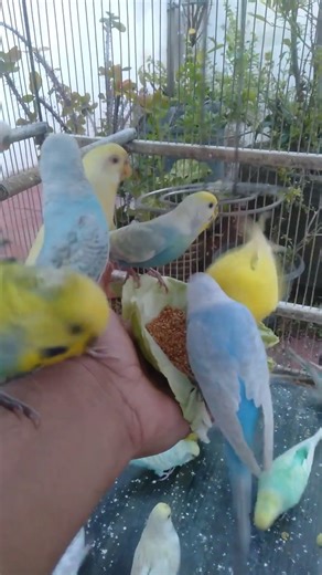 This Budgie is SO SATISFYING