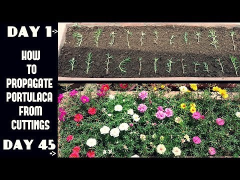 How to Propagate Portulaca/Moss Rose from Cuttings(With Update Videos)