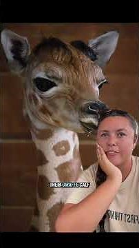 Harriet had her baby!! 😍 @geralds.life #katievanslyke #giraffe