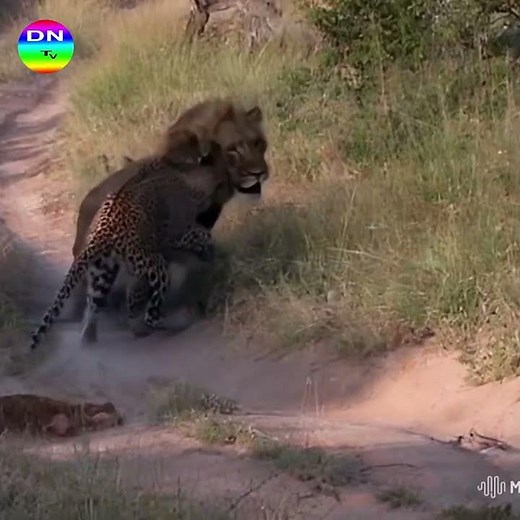 A Life-and-Death Clash Between Jaguar and Lion #animals #wildtv #panda #wildlife #animalworld