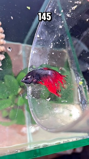 Construye un ecosistema para un pez beta Cutell, macho con alubias figura de resina, una pecera de 27 l y mucho más ¿Lo conocías ? 😮‍💨🐠 #pezguppy #acuarios #wildbetta #pezbetta #bettabreeding #ajolotes #aquarium #bettasplendens #bettafishtank #aquascape | BettaVersol