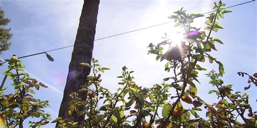 How to keep your garden alive during Phoenix’s extreme summer heat