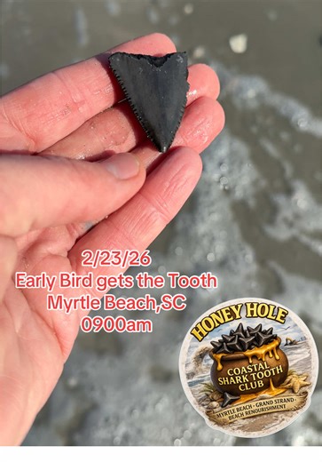 Early Bird Finds a Shark Tooth in Myrtle Beach
