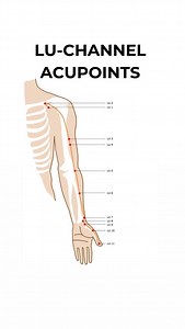 7.2K views · 364 reactions | The Lung Channel of Hand Tai Yin has 11 acupuncture points (bilaterally). It is used mostly for: Lung disorders, acute external pathogens invasion, boosting the immune system, and disorders along the channel pathway. #acupuncture #acupressure #reels #lungchannel #lungdisorders #palpitations #edema #bladder #sorethroat #conciousness #asthama #immunesystem #acupuncturistaadilkhan | Aadil Khan | Facebook