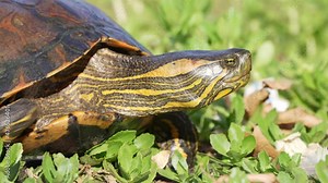 Stumpy hardshell turtle, d'orbigny's slider, trachemys dorbigni outstretched its neck and walking slowly on the grassy land on a sunny day, wildlife close up shot.