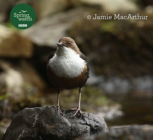 Say hello to our only aquatic songbird here in the UK! 🌿🐦 Dippers will be found near fast flowing waterways and can have up to two broods each year when resources are abundant! They will nest in rocky crevices, caves and even behind waterfalls 💚 🎥 Jamie MacArthur #Springwatch | BBC Springwatch